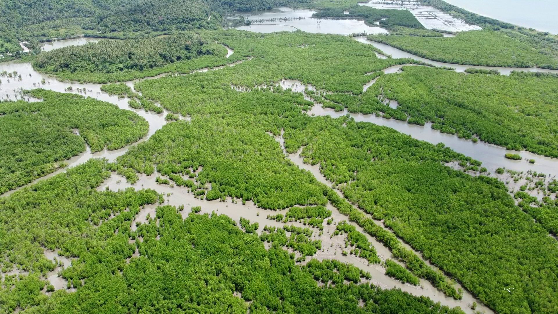 El Verde&rsquo;s Tinambac Mangrove Plantation continues to alleviate lives of Old Caaluan locals