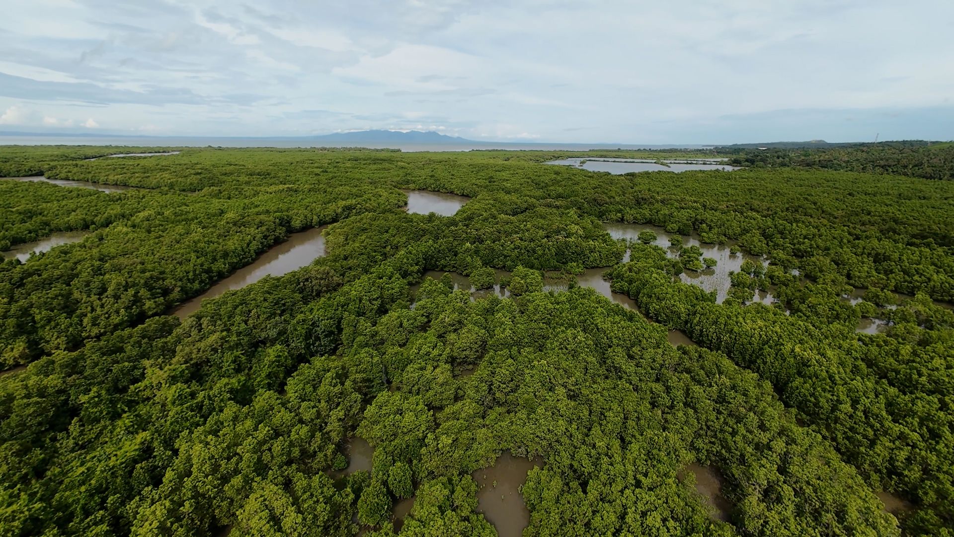 Transforming Tinambac&rsquo;s barren coastlines into the largest mangrove plantation in CamSur